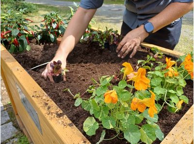 Bild mit einem Gemüsebeet